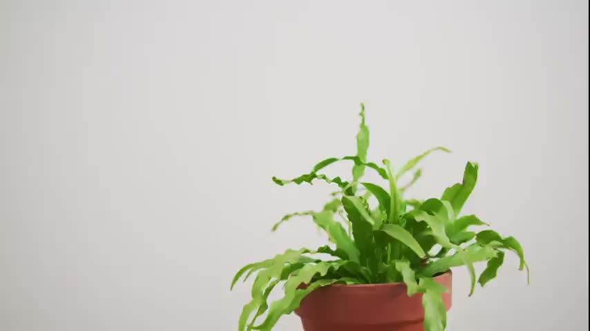 Clean living